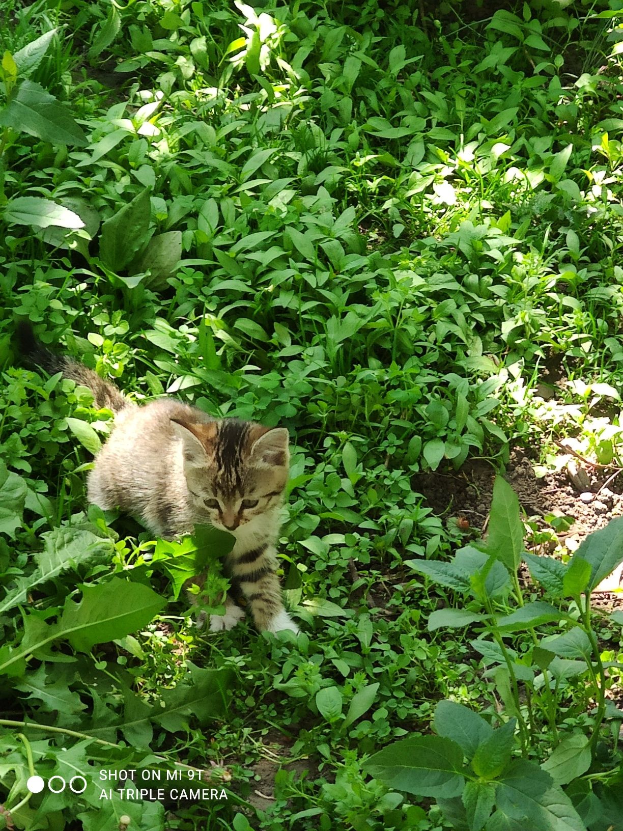 Котенок девочка от крысоловов в добрые руки
