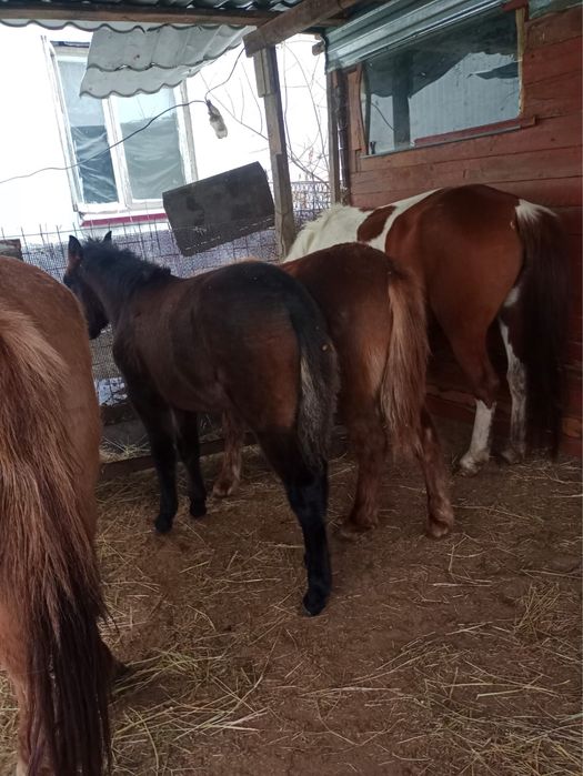 Бие жабағы аиғыр сатылады актобе