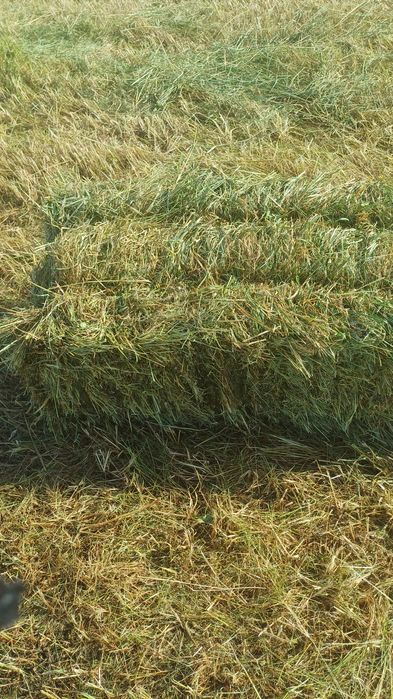 Продам луговое сено в тюках, отличное разнотравье (как на фото)!