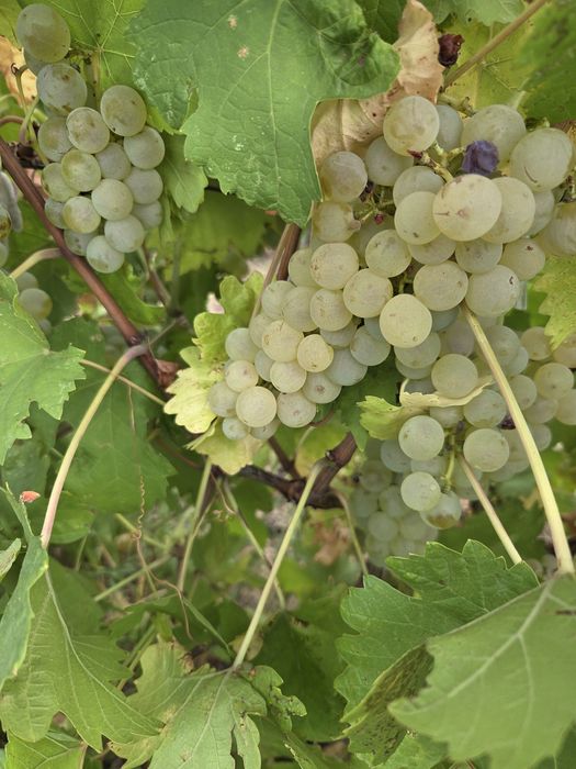 Vând struguri de vin productie 2025