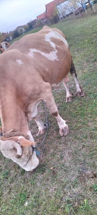 Vacă gestantă de vânzare