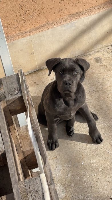 Продавам Кане Корсо