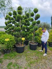 Vând pompon bonsai