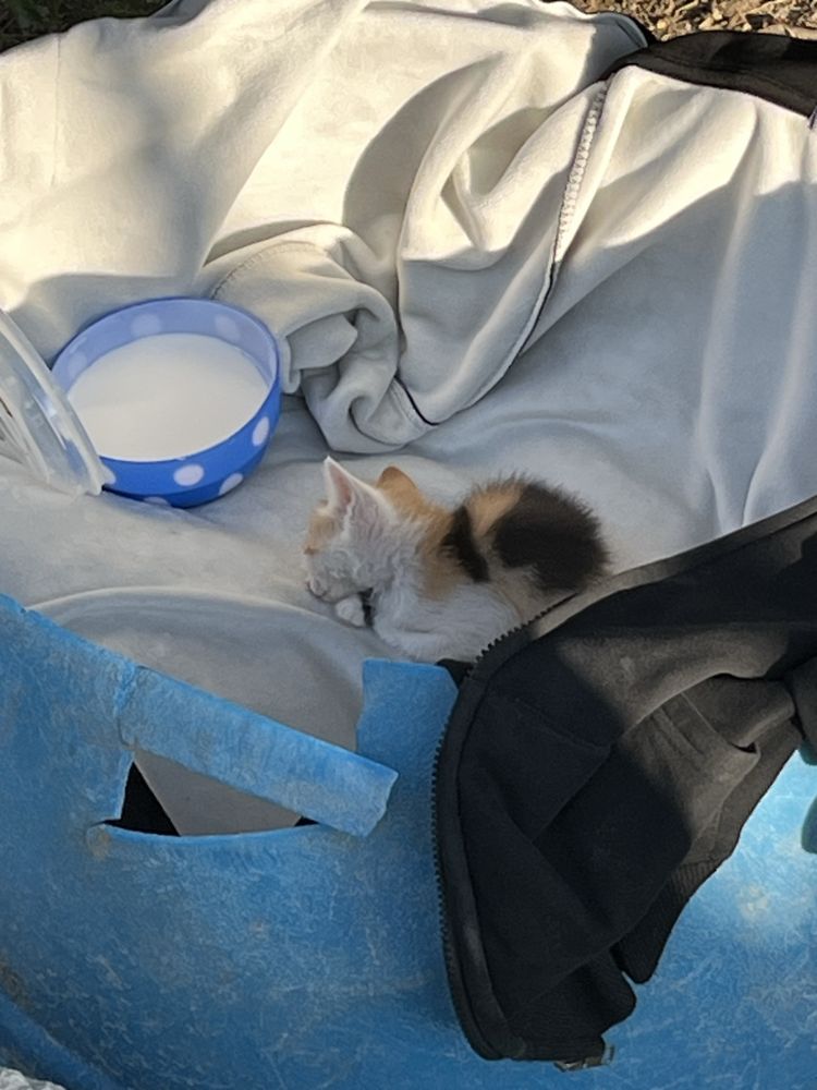 СРОЧНО!,милый котик