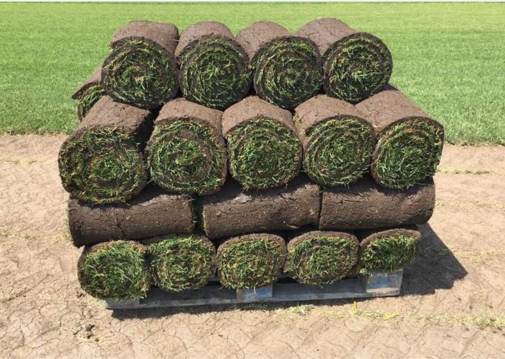 Gazon  rulou si leyalndii chiparos la cel mai bun pret