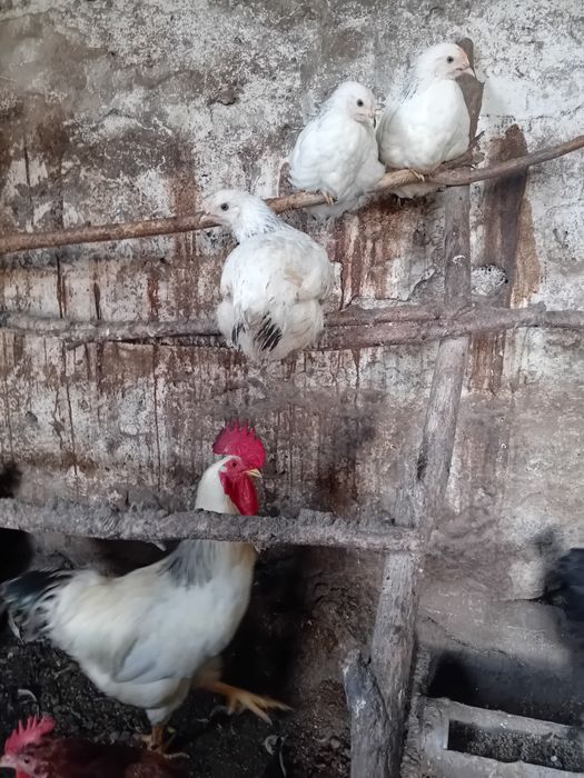 Пилета поладки Легхорн Супер харко