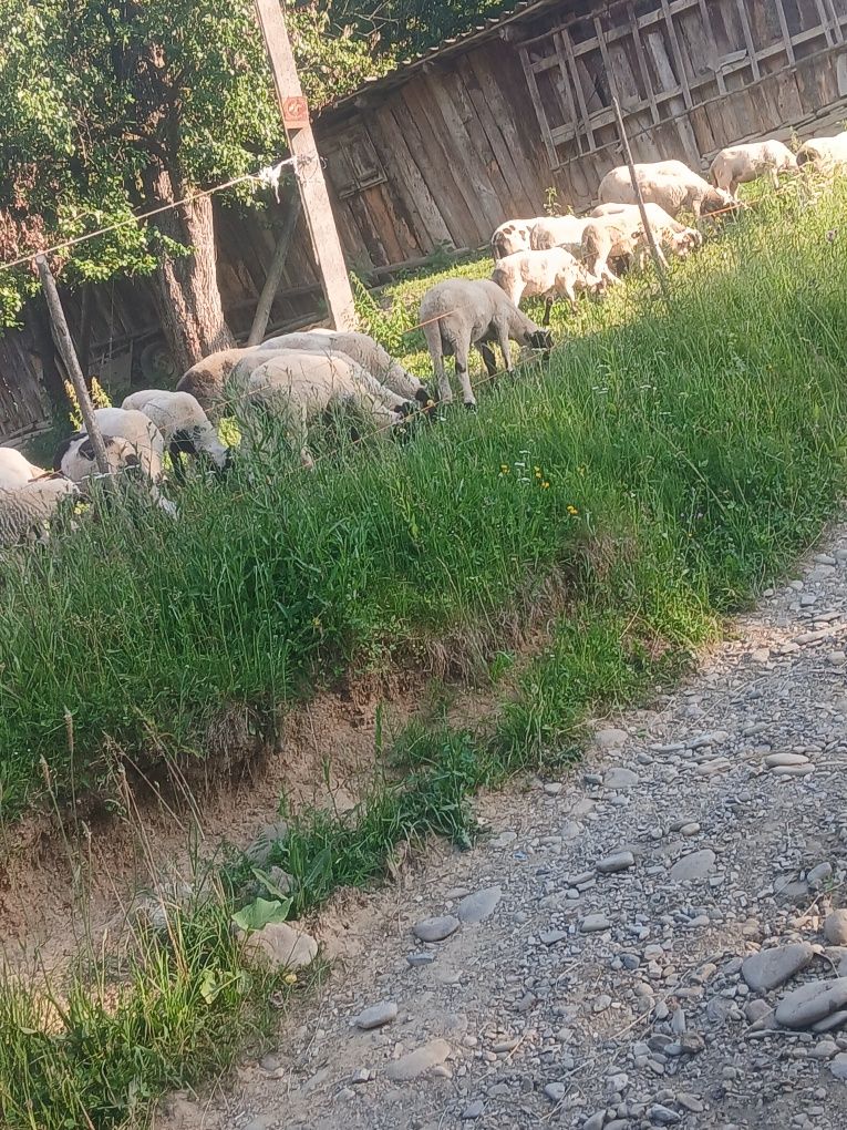De vânzare mielute și berbecuț