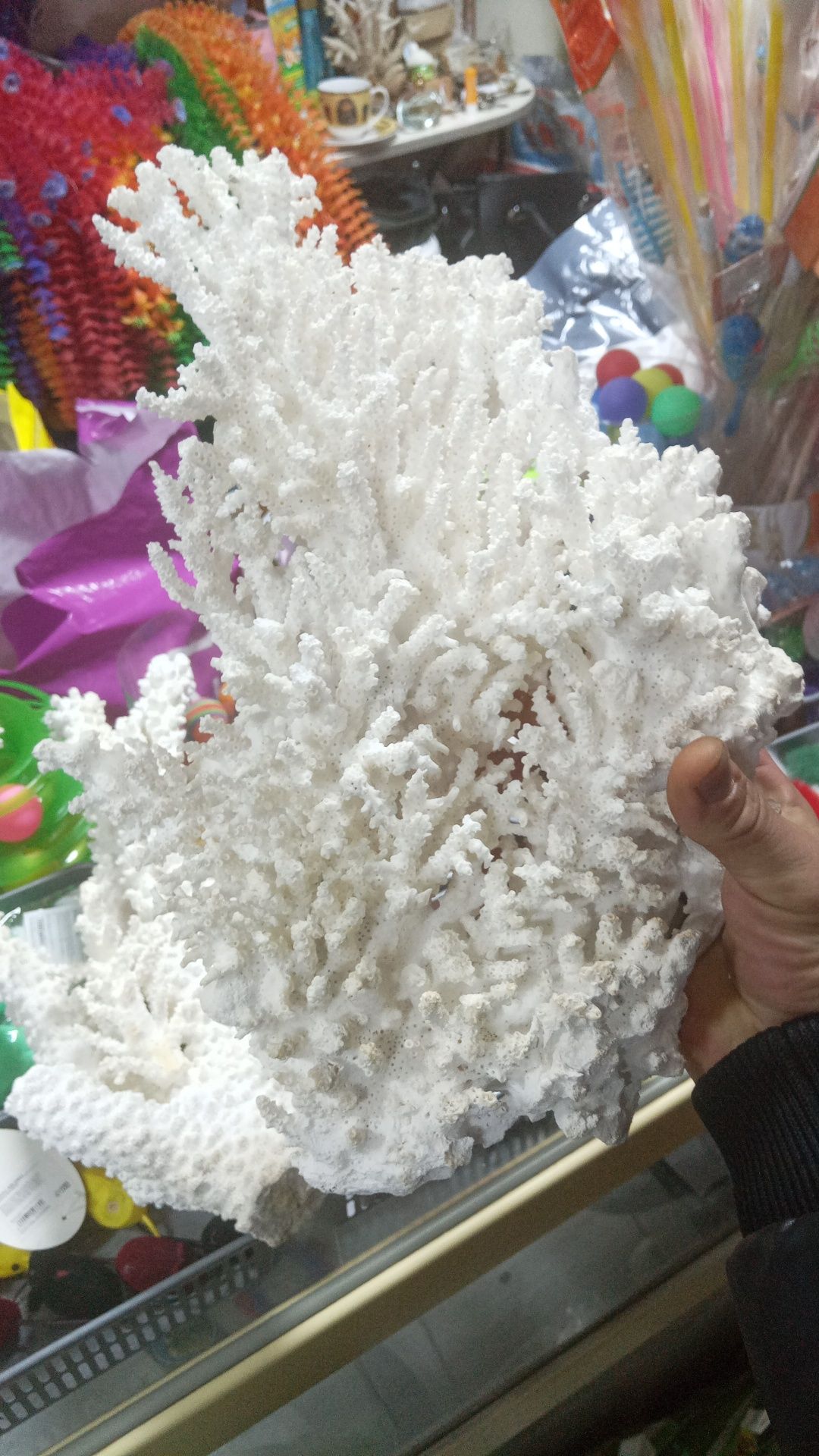 Кораллы белые Костанай