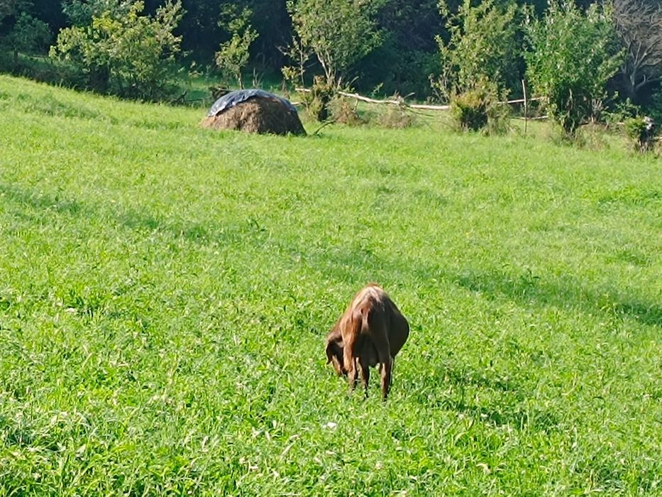 Vând țap murciano granadia in vârstă de 4 ani