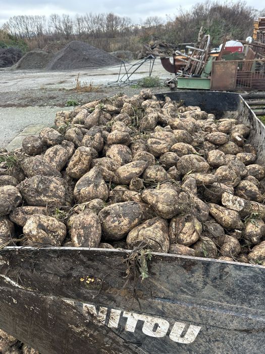 Sfecla la orice cantitate