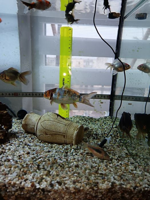 Pești scalari și crap koi de vânzare Ludus