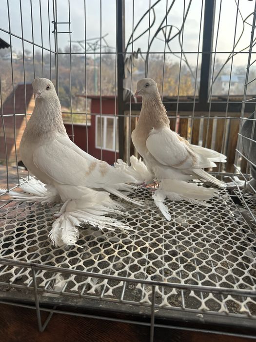 Продам домашних голубей