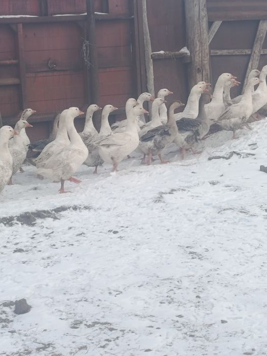 Сельхоз животные