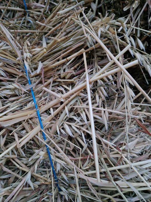 Baloti ovaz cosit cu lucerna noua 14 lei balotul