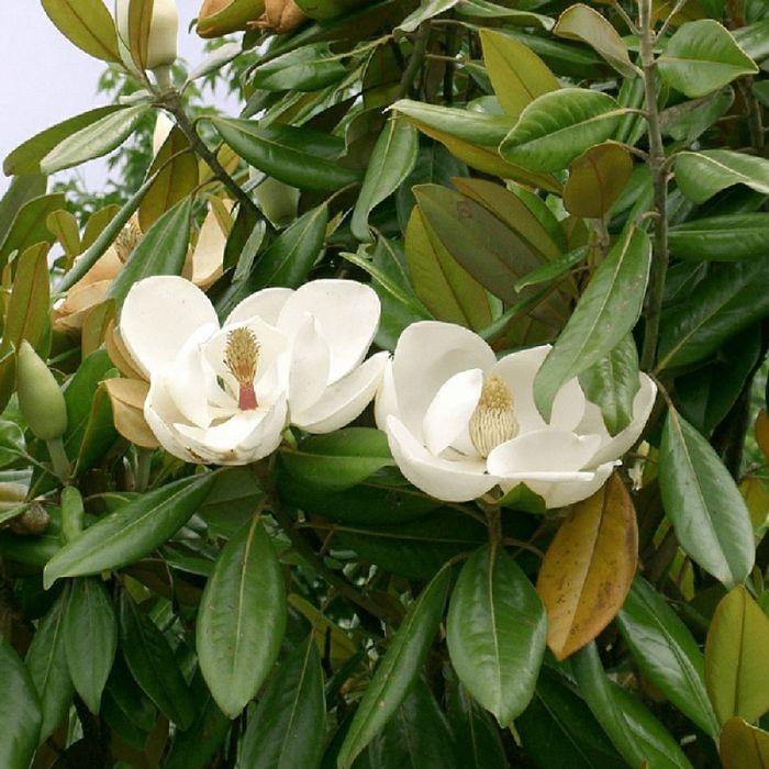 Magnolia Grandiflora (Vesnic Verde)