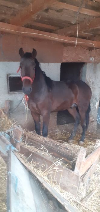 Vând carlan de 1 an și 6 luni