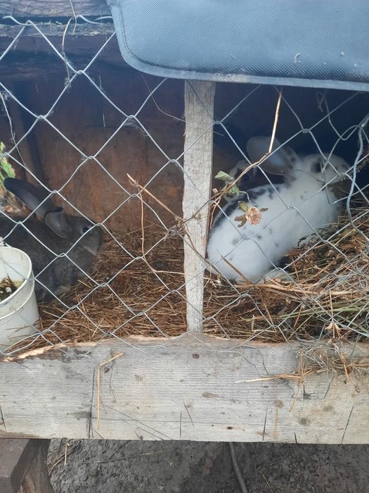 Vand   iepuri de rasa