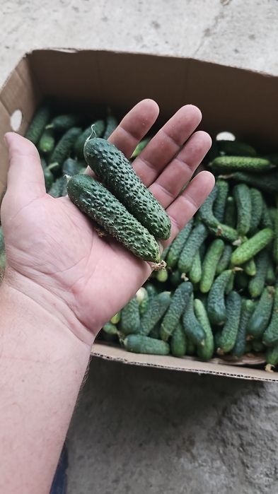 Legume consum rosii,castraveți, ardei,vinete