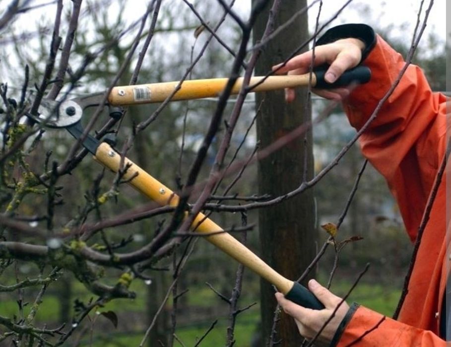 Curățare, toaletare, podatura pomi fructiferi