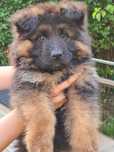 Catel ciobanesc germande show