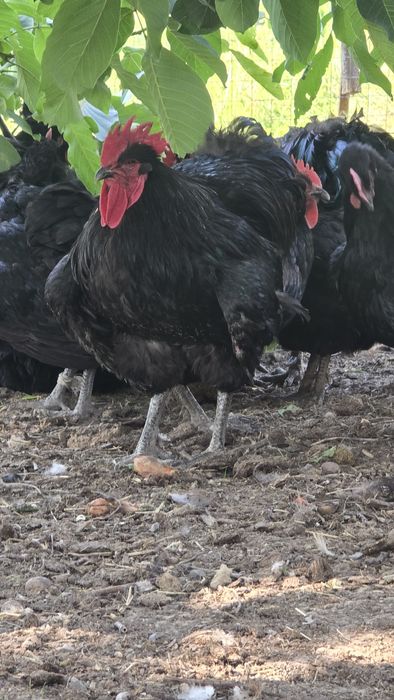 Джерсий Гигант қораздары сатылады