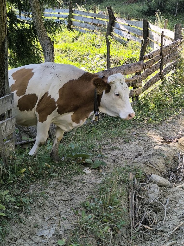Junca la prima fatare
