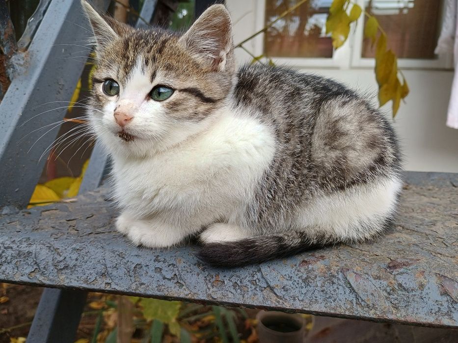 Donez pisica pui de 3 luni este băiat