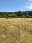 Vând teren intravilan in Băile Felix,cu suprafața de 500 m2/parcela