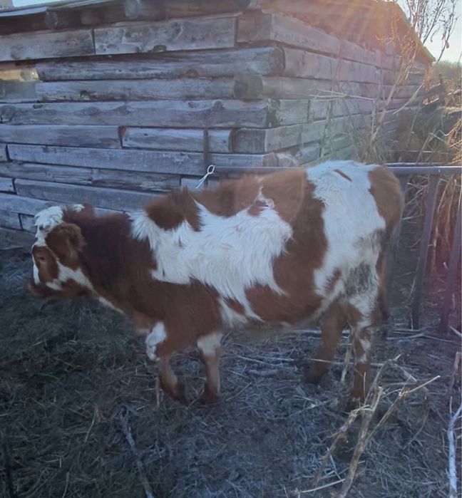 Телки 9 месяцев 350 тыс