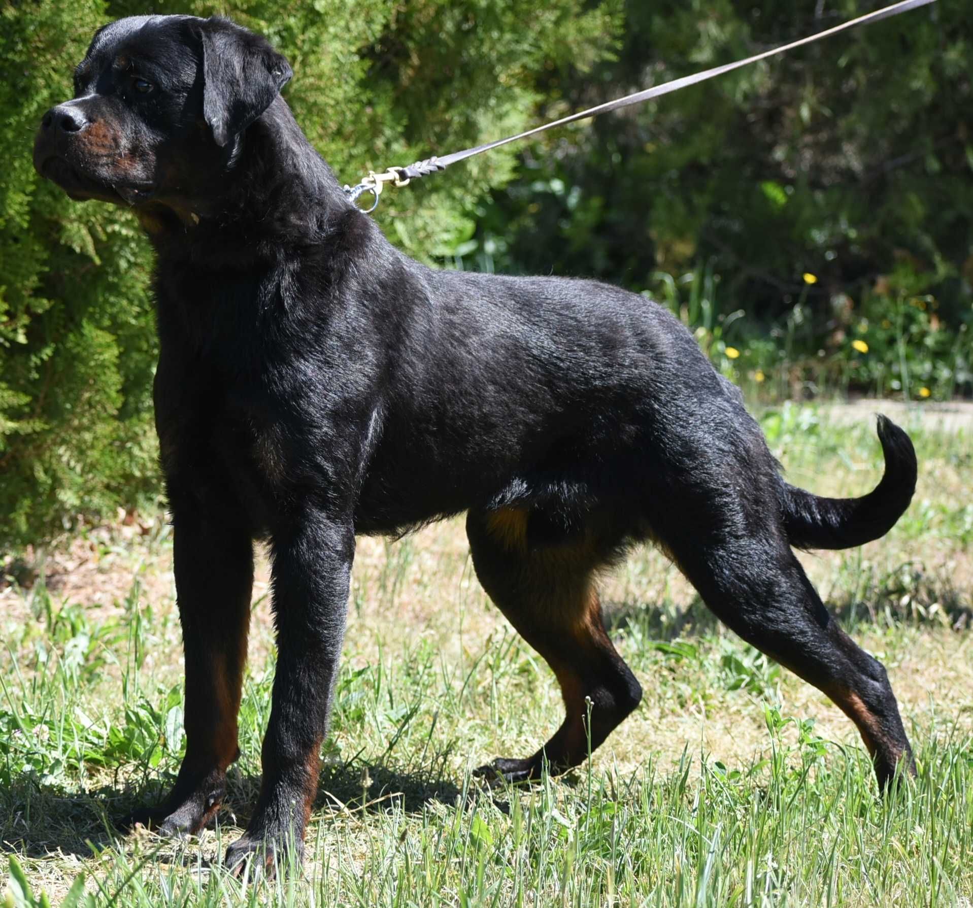 Vand mascul rottweiler 1 an