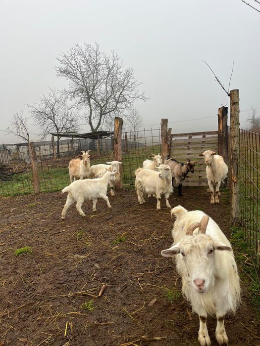 Vând 13 capre ,6 iedițe și un țap