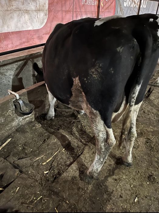 Vaca Holstein, mare, tanara, buna de lapte