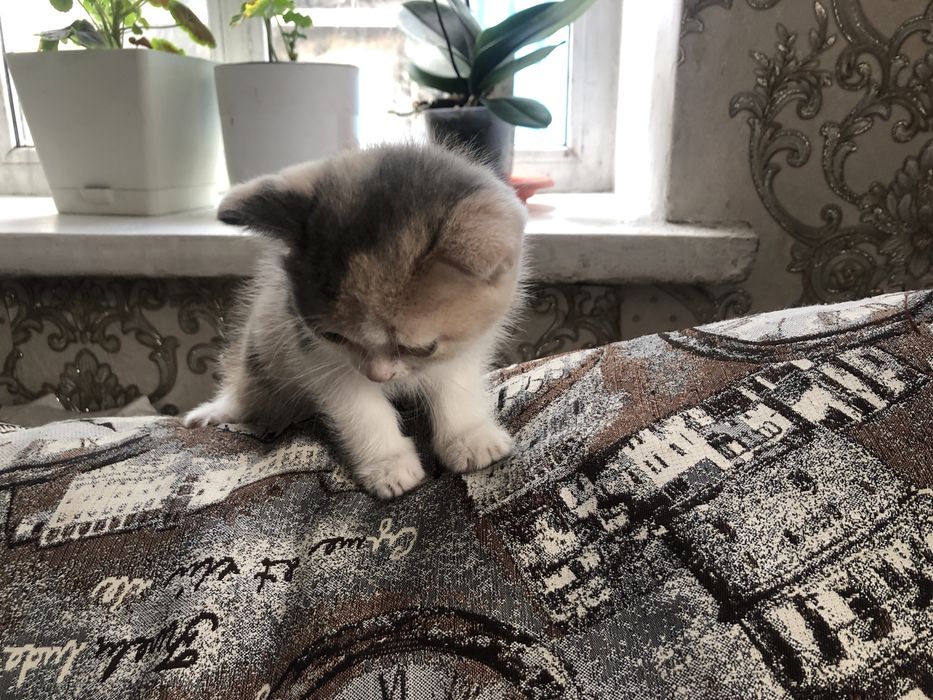 Продам котенка британку ,девочка