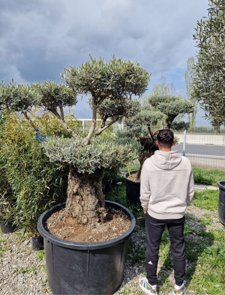 Vand Bonsai Maslin ( olea europaea) vand maslini, plante exotice.