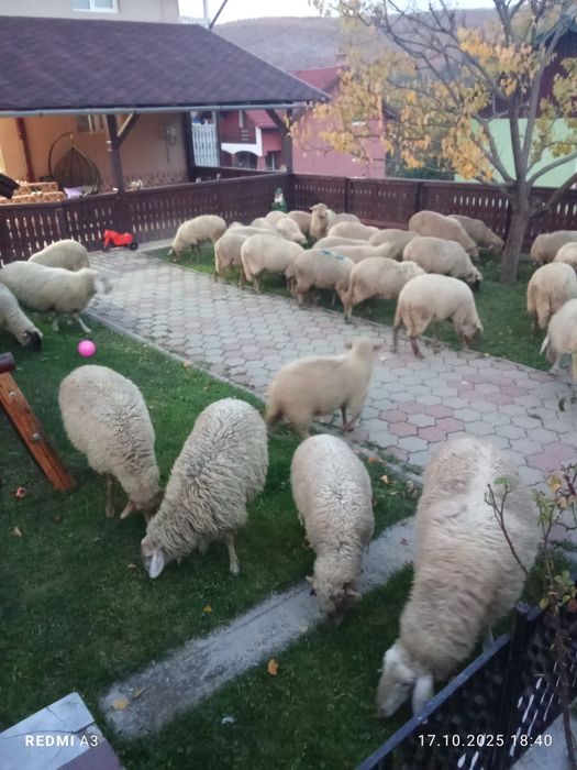 Oi de vânzare   …