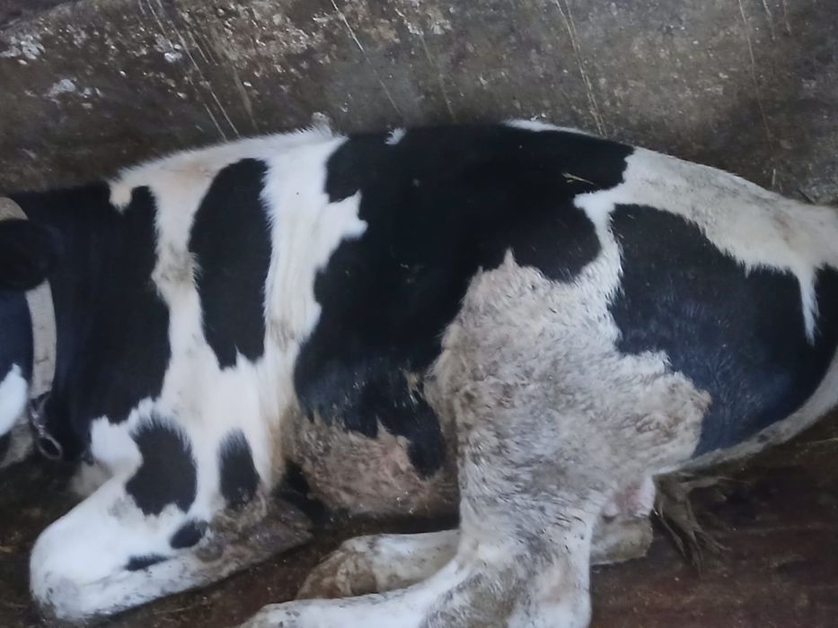 Vand un tauras si 2 vițele