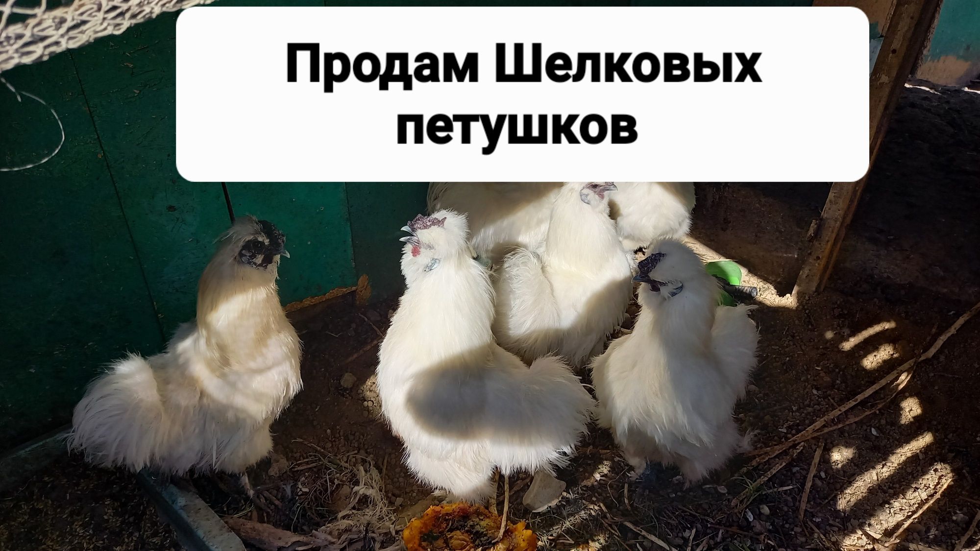 Продам Шелковых петушков