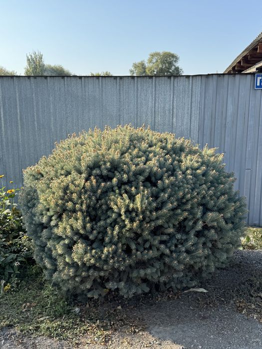 Продам Голубую  Ель
