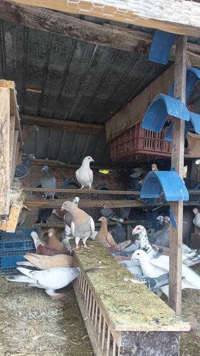 Vînd porumbei voiajori