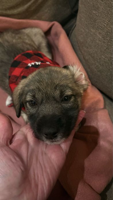 Подарява се бебе момиче