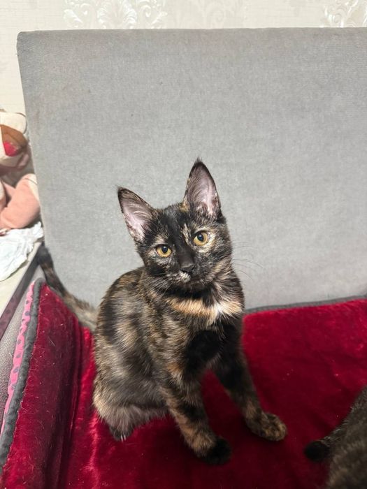 Отдам бесплатно котенка трехцветка