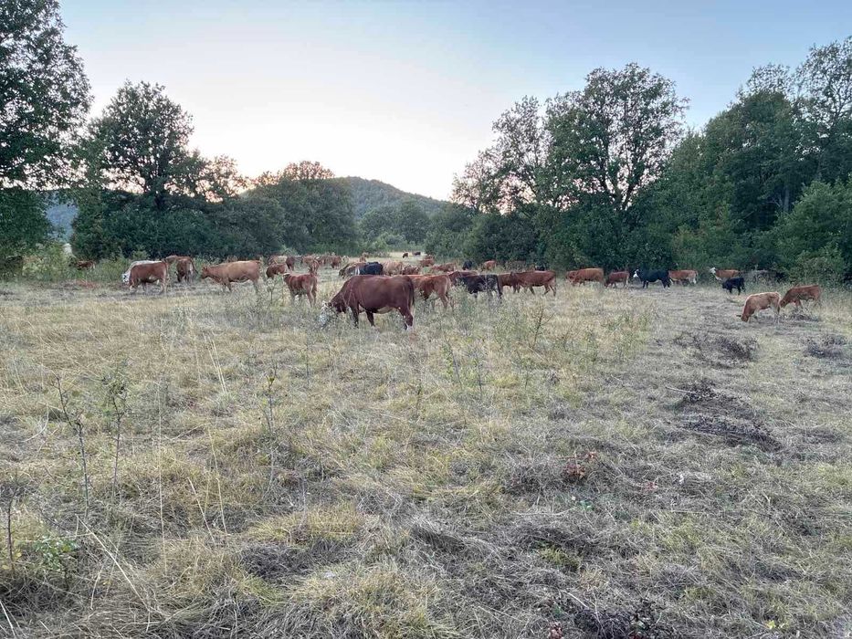 Продавам месодайни крави.
