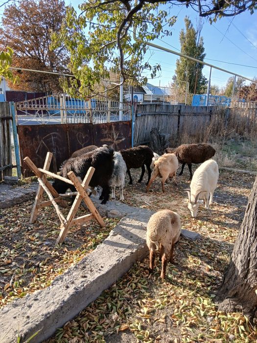 Продам оптом срочно