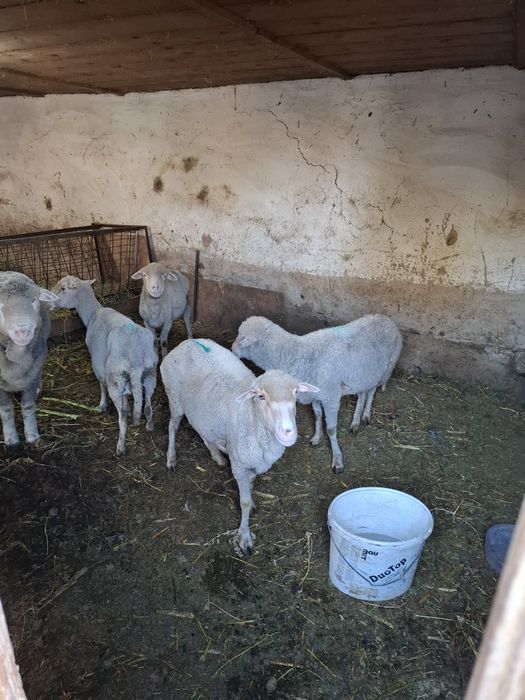 Vând 4 oi bătrâne