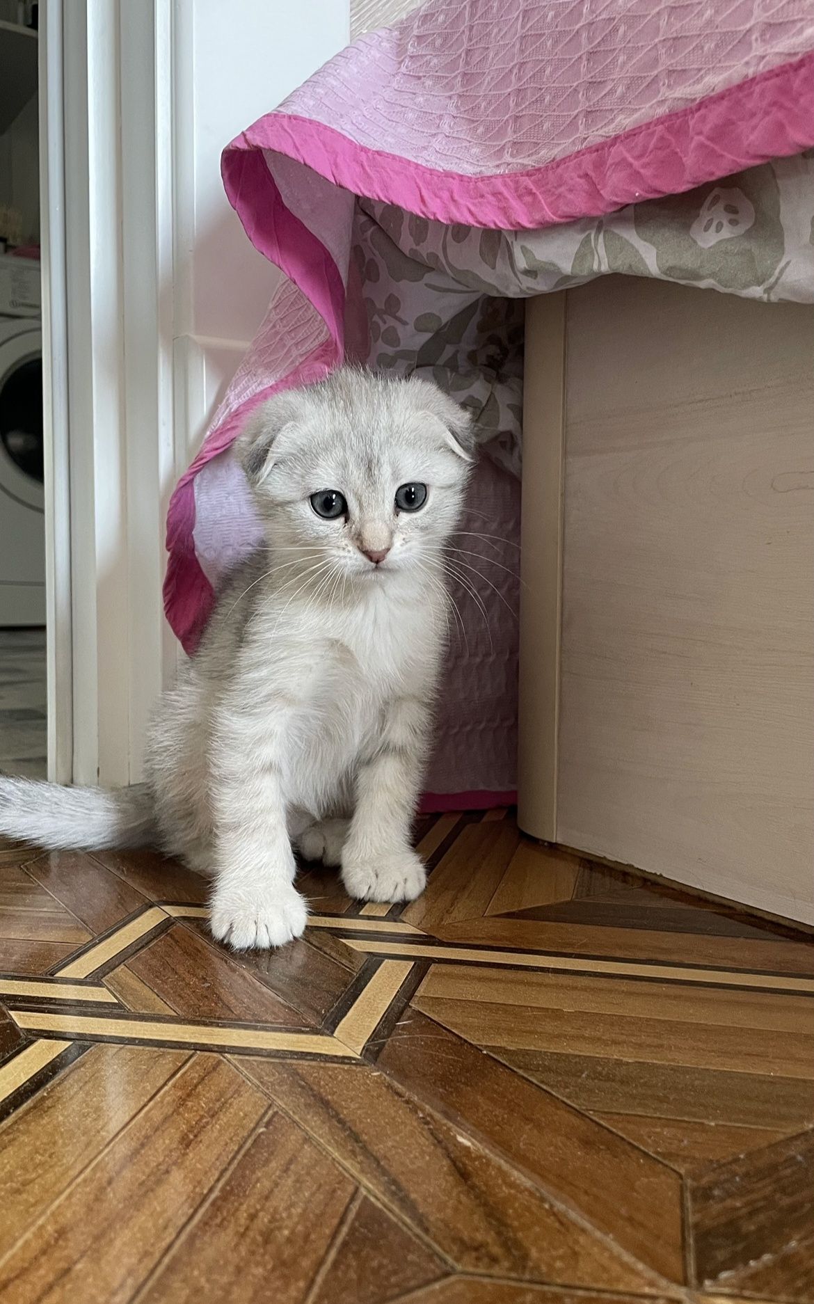 Шикарные скотиш страйты и фолды на продаже