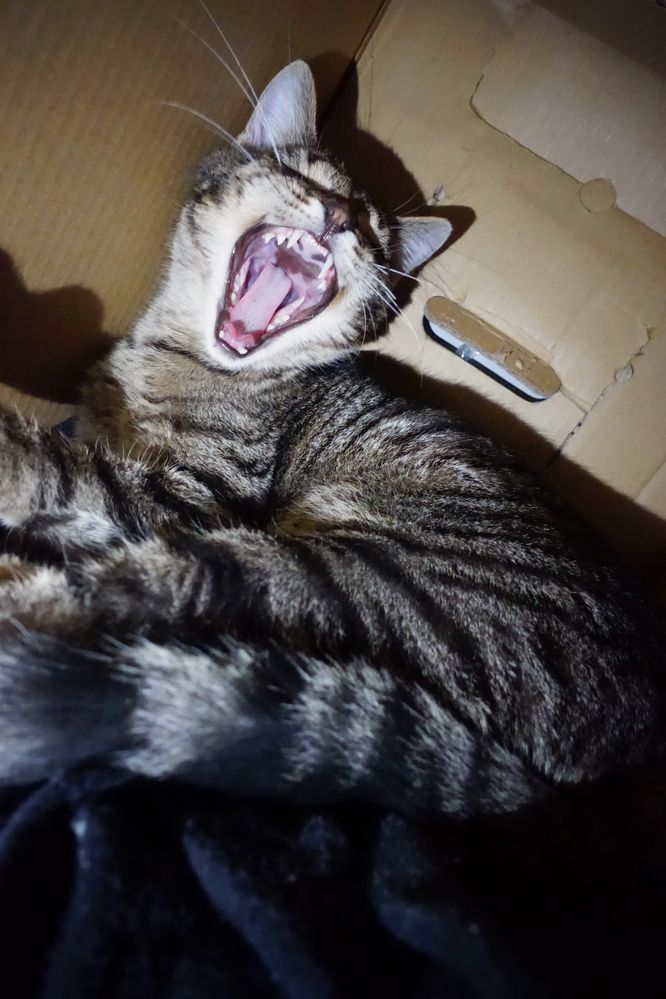 Ласковый Котёнок Даром !!!