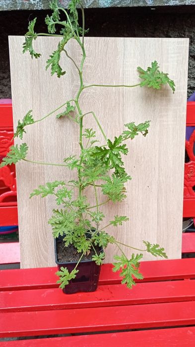 Drusaim planta in ghiveci