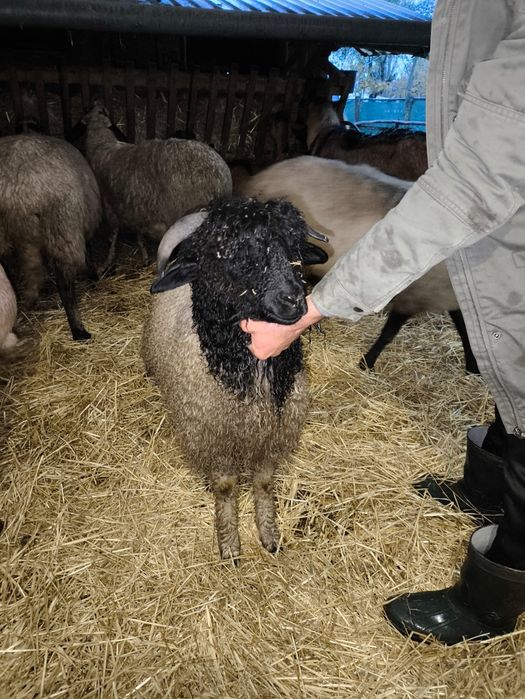 Vând miei Ștefan cel Mare olt