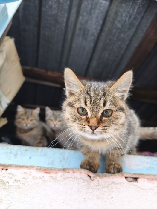 Срочно нужны добрые руки! 
Пушистые комочки ищут новых персональных