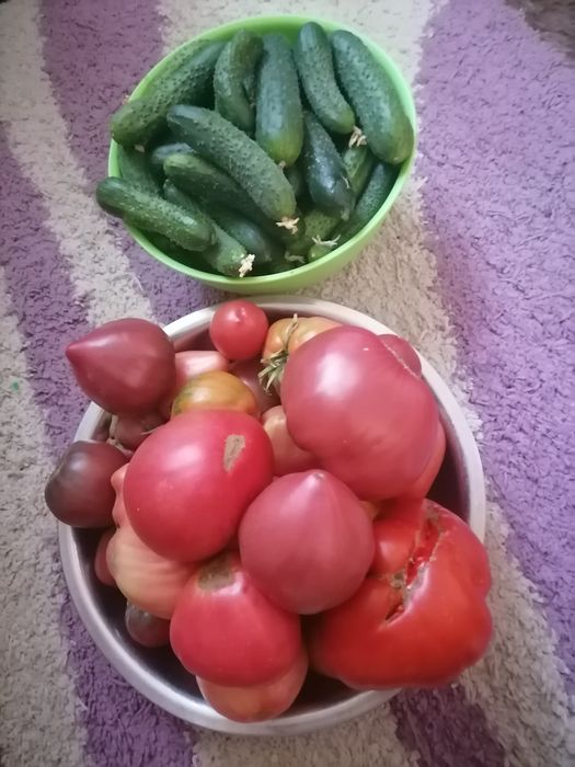 Продам помидоры домашние